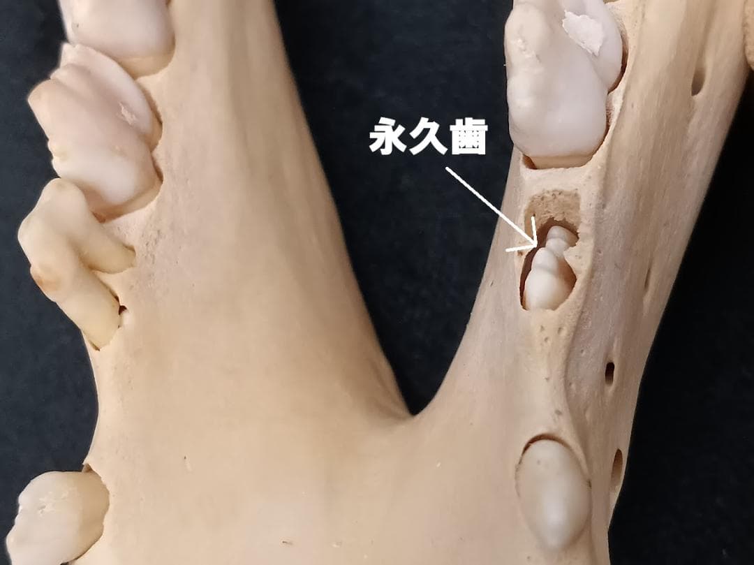 頭骨標本】種名 イノシシ ♀ 28Kg 頭長25cm