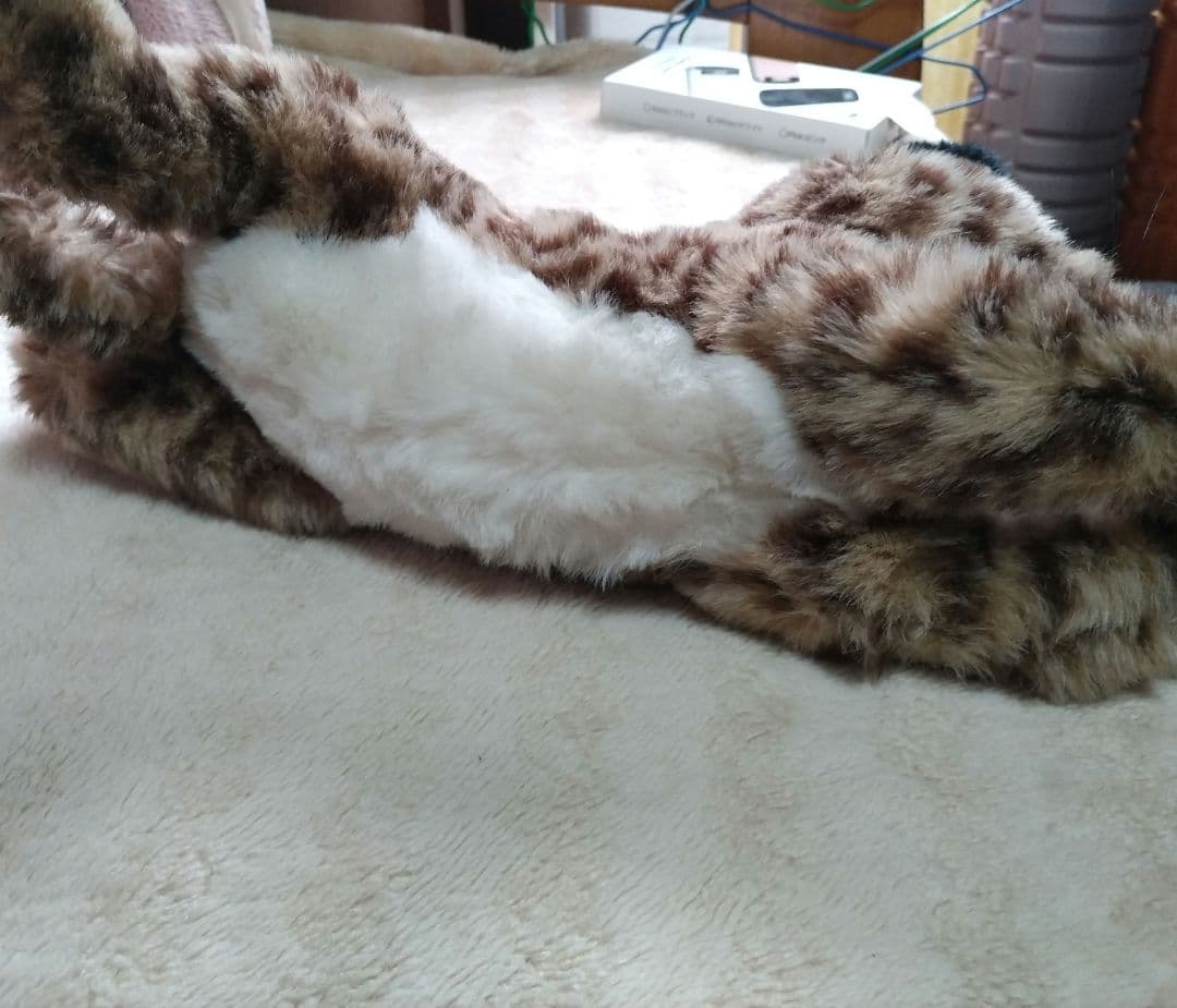 Piutre ヒョウの子供