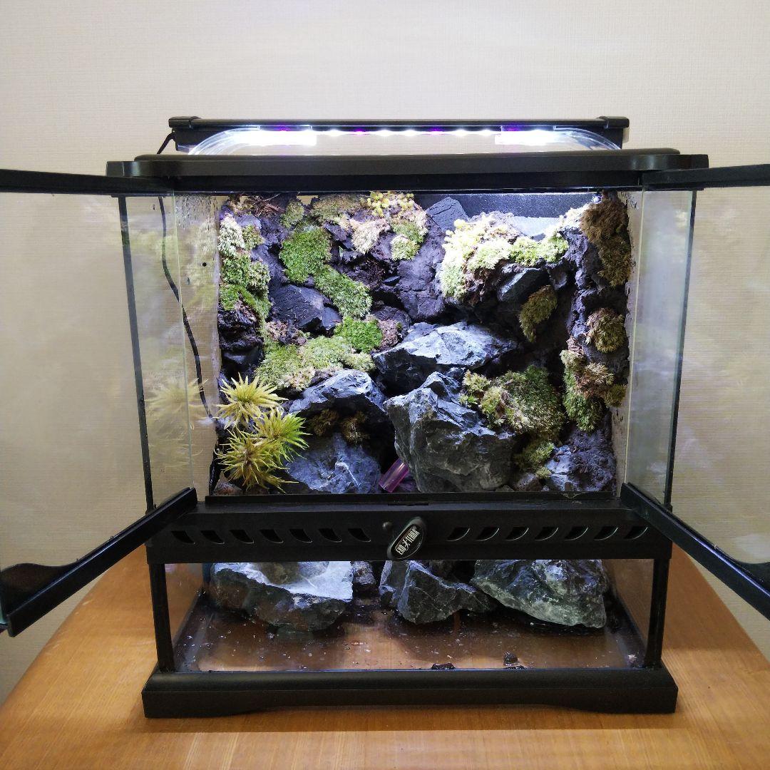 受注生産】イモリウム アクアテラリウム グラステラリウム