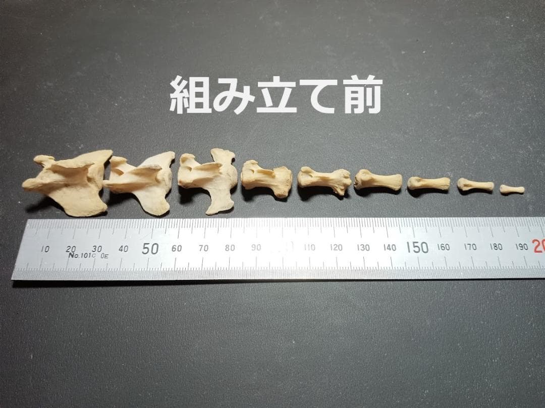 桜龍様 専用標本 ニホンジカ オス 56Kg 角付き頭骨＋寛骨 - メルカリ