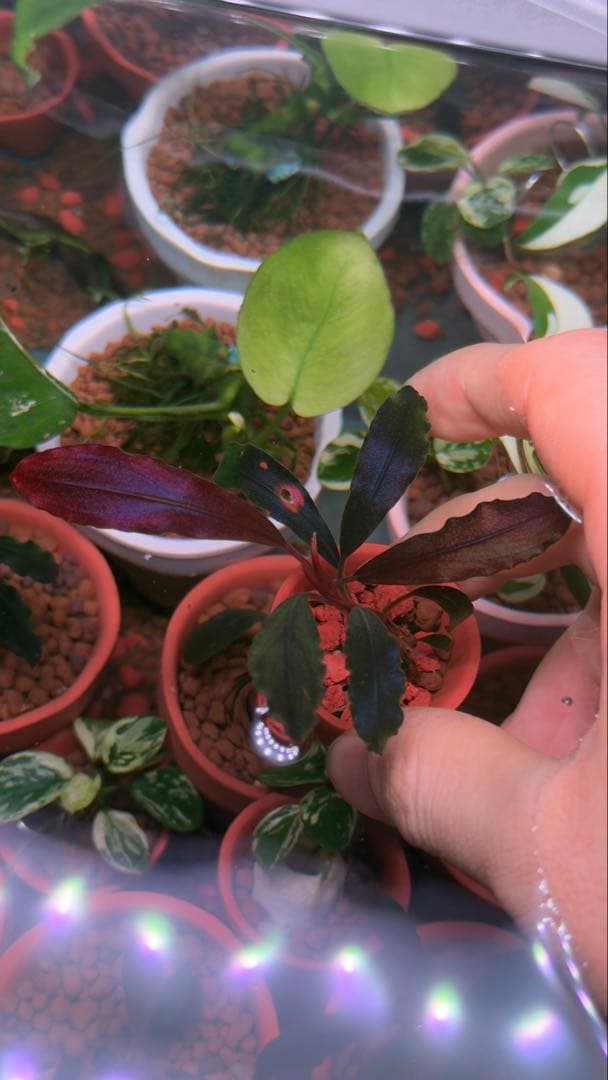 ベルベットモス ADA Dooa 詫び草 ブセファランドラ 苔 水草 モス