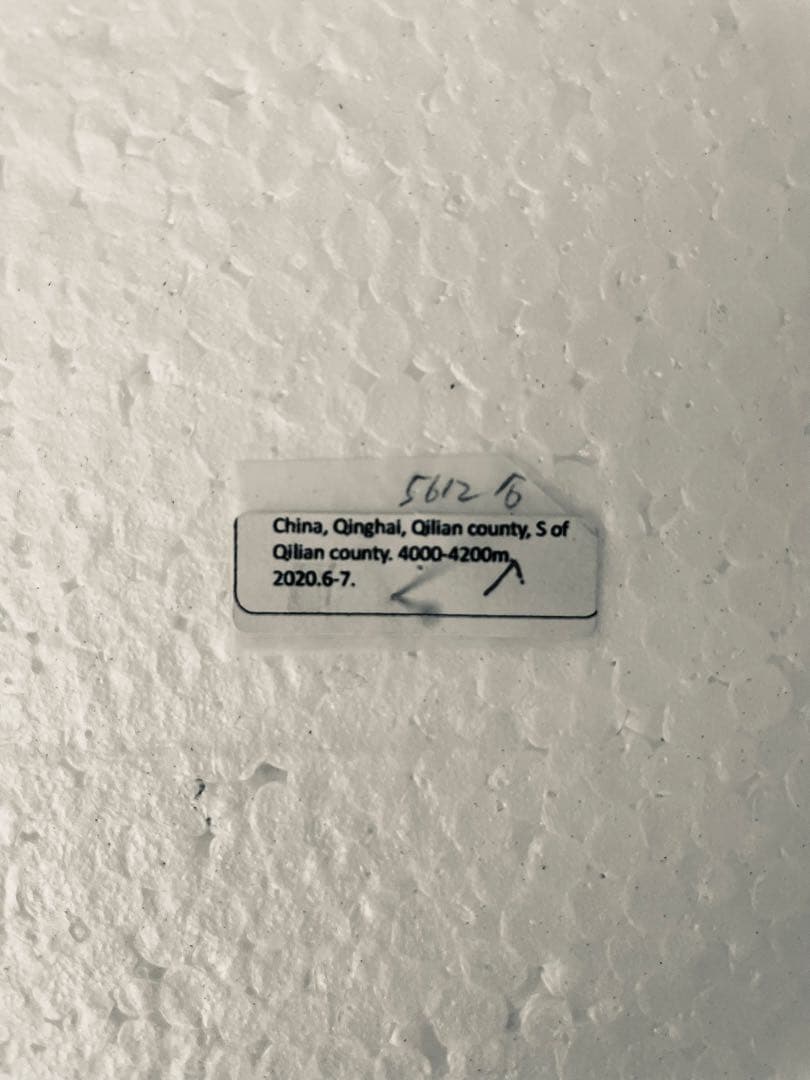 パルナシウス・アッコ・ホロハオアエ（中国甘粛省祁連山、オス