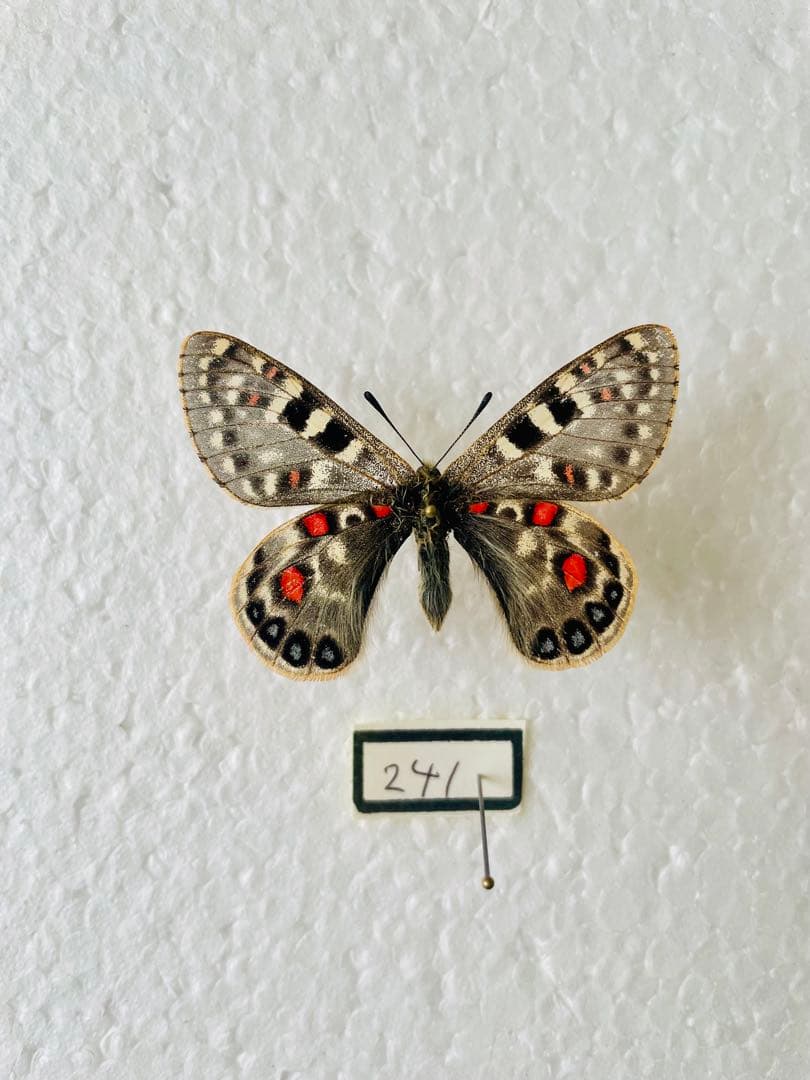 パルナシウス・アッコ・ホロハオアエ（中国甘粛省祁連山、オス