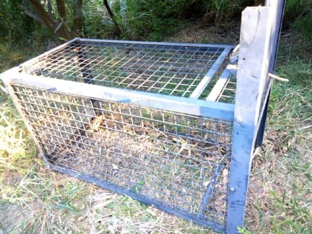 猿 サル用の箱罠 125センチ×70センチ×59センチ 直接引き取り