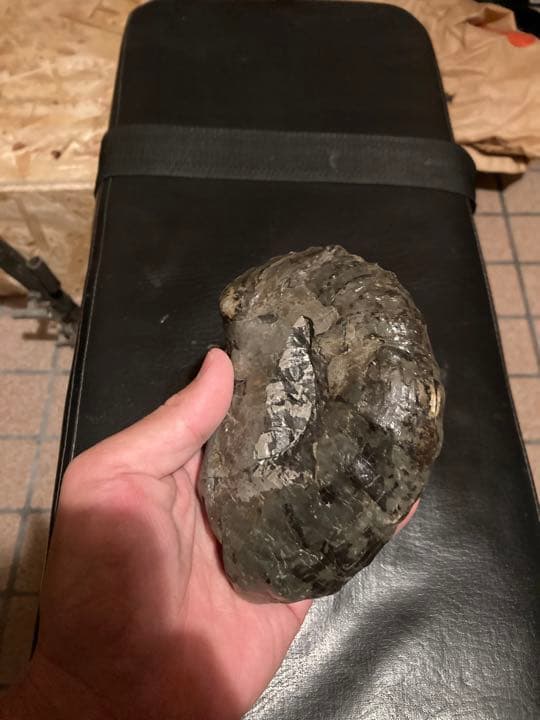 北海道 中頓別 アンモナイト 化石 /クリスマス 恐竜 三葉虫 アウトドア