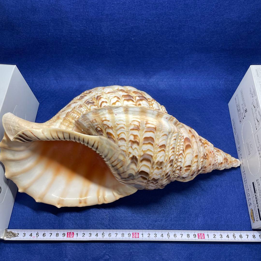 法螺貝 ホラ貝 法螺貝標本 魔除け 山伏修行 インテリア
