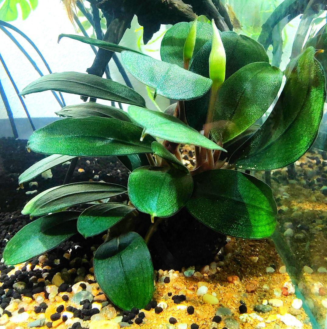 Bucephalandra sp. Black Pearl希少種☆美株大株 ブセファランドラ sp