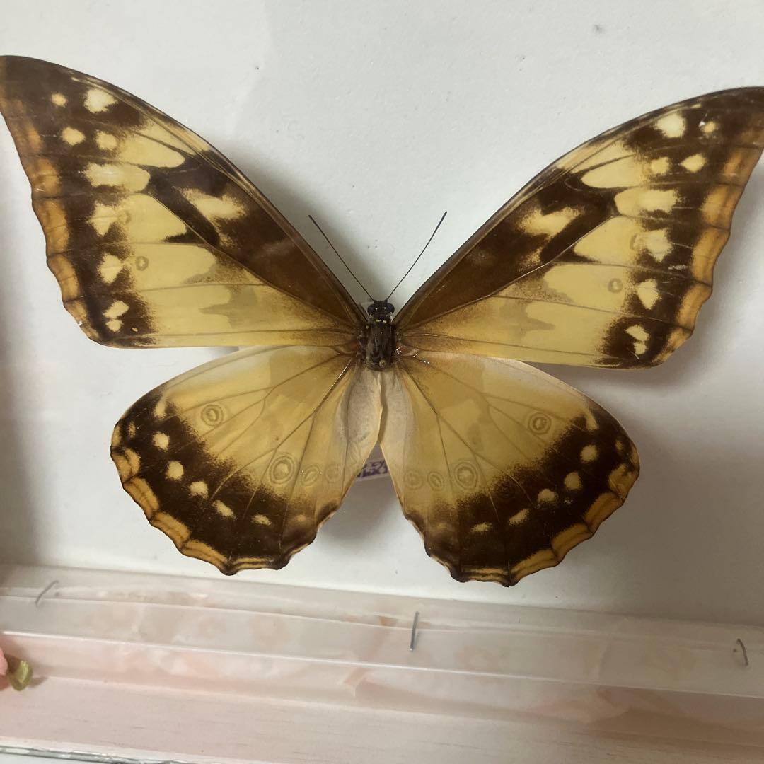 美麗キプリスモルフォペアー