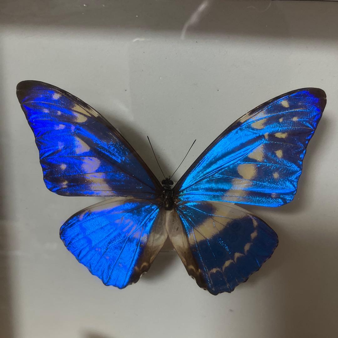 美麗キプリスモルフォペアー