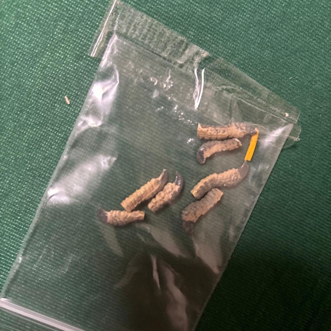 海洋堂 清水ゆう子 コモドドラゴン フィギュア