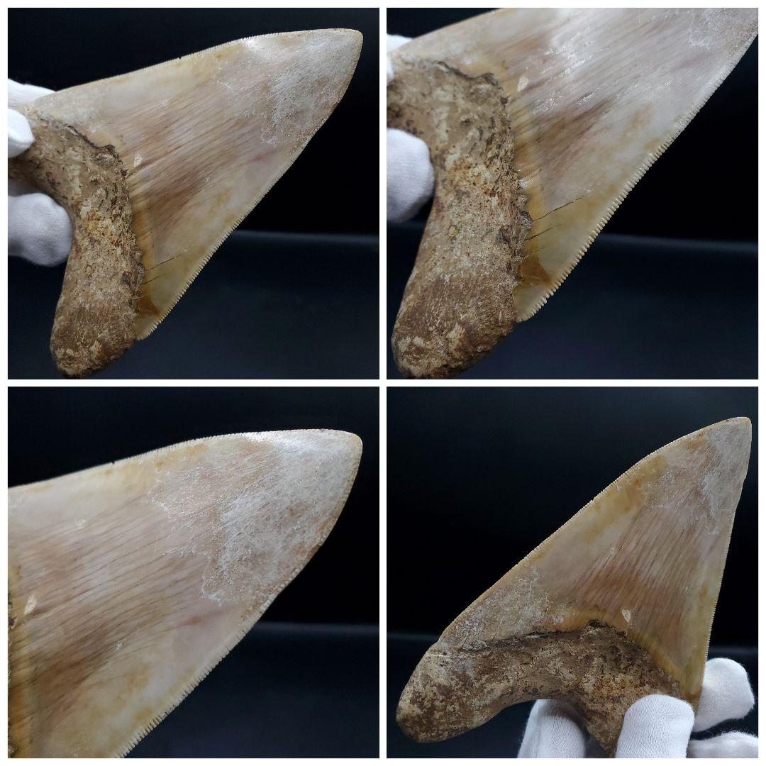 極上 メガロドン 歯 化石 本物 インドネシア 117.89mm mg7