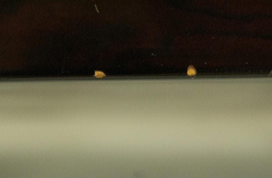 朝鮮 韓国 螺鈿 宝石箱 細密蝶模様(A850)