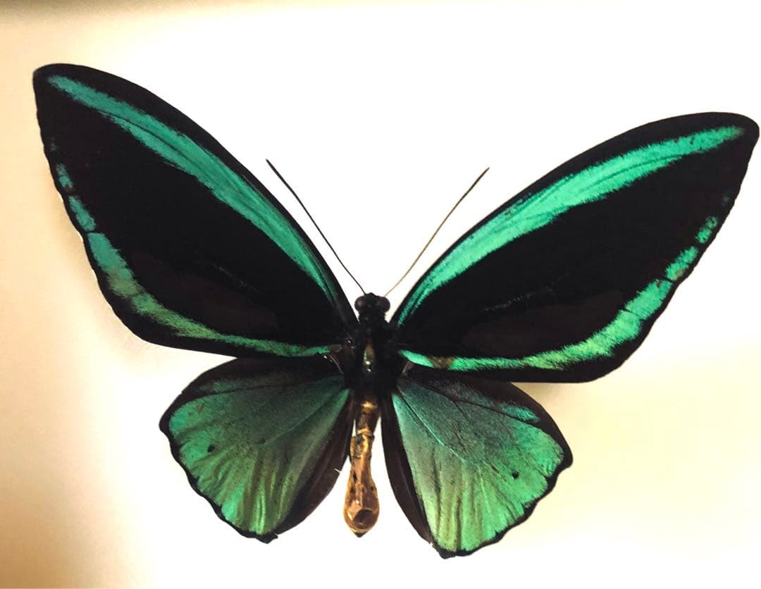 パルナシウス・アッコ・ホロハオアエ（中国甘粛省祁連山、オス）