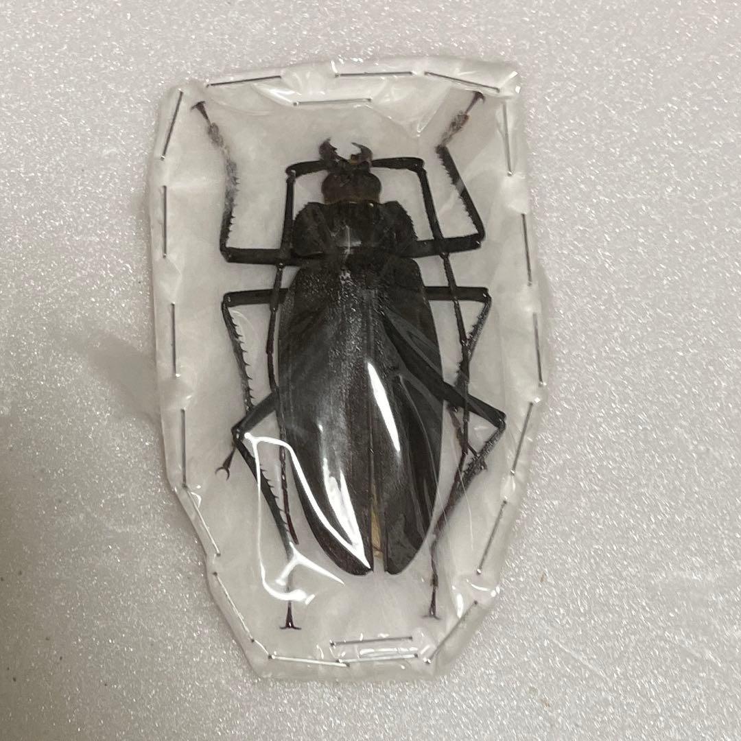 ナンベイオオウスバカミキリ 標本 ナンベイオオウスバカミキリ 標本