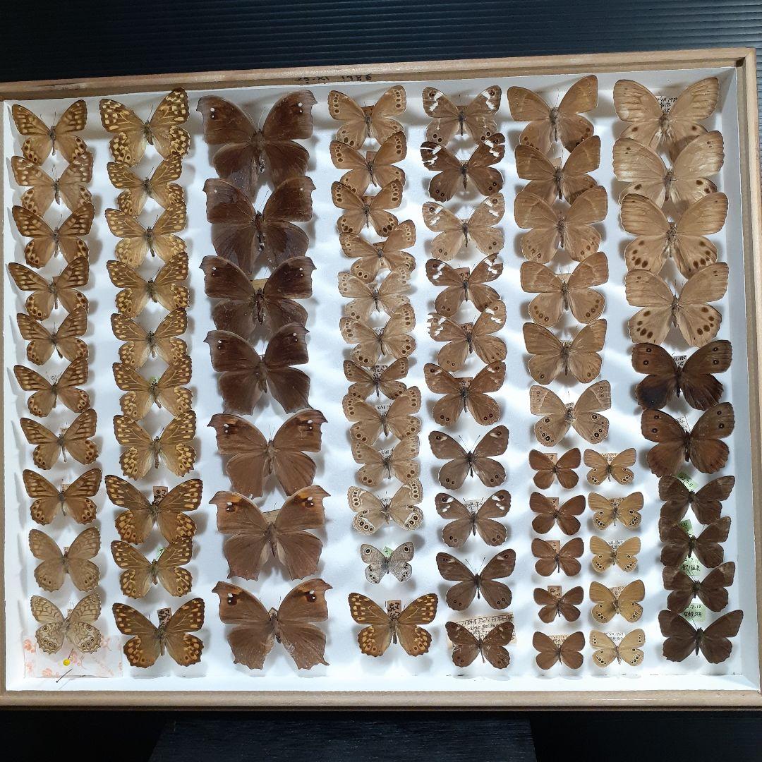蝶標本 シロチョウ、ヒカゲチョウ類ほか20種156頭、大型ドイツ標本箱二