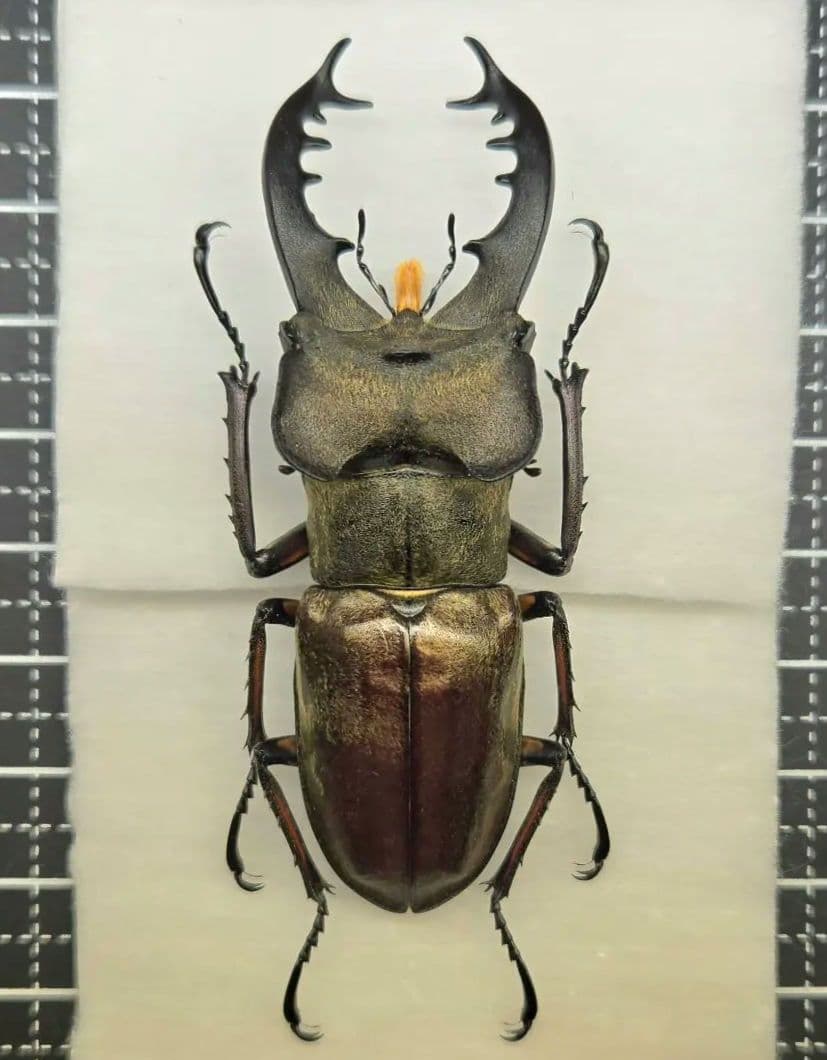 標本】特選 北海道産ミヤマクワガタ 昆虫標本 - メルカリ