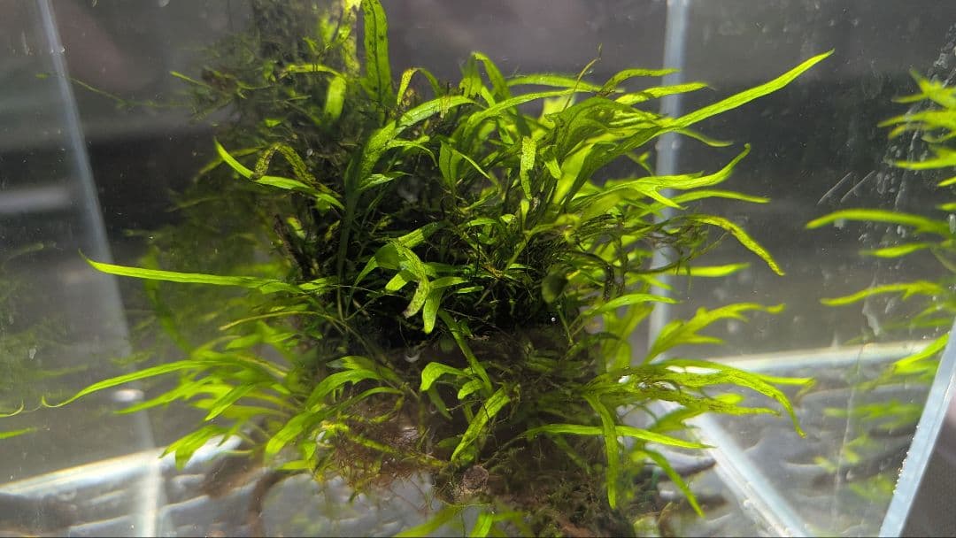 ミクロソリウムトライデントリーフ60葉以上が自然活着した2本組の