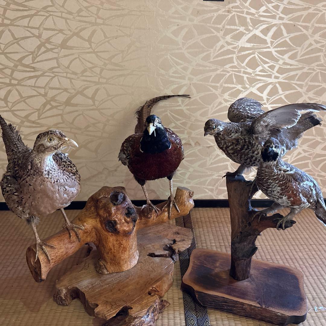 キジ 剥製 キジ 剥製 Yahoo!オークション - キジ 剥製 雉 ハクセイ 置物