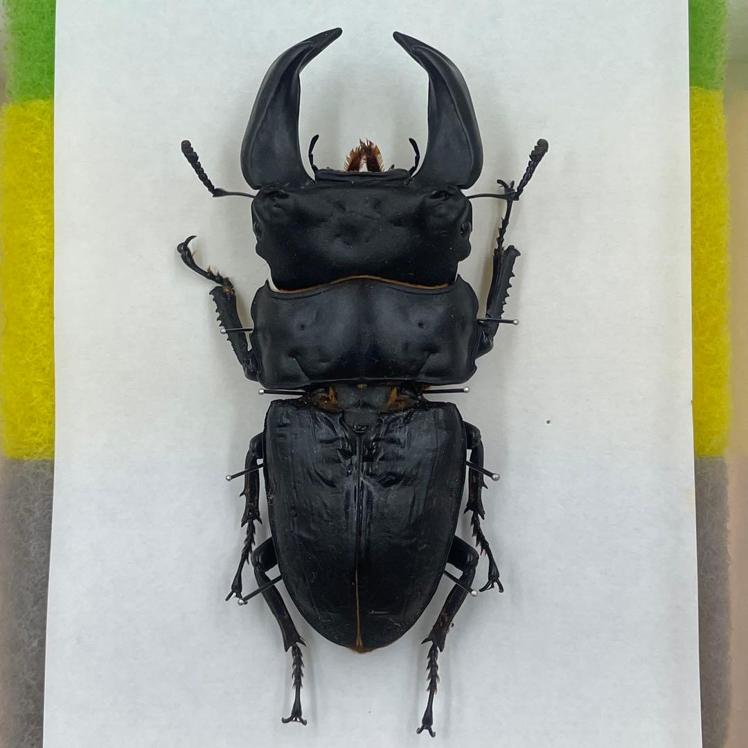 ✴︎ オオクワガタ ポペイ 最強個体 顎幅7.7㎜ ✴︎