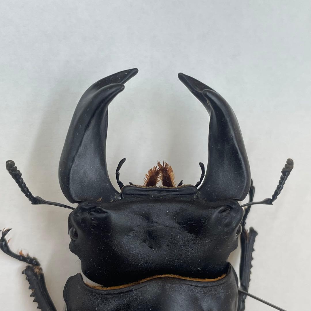 ✴︎ オオクワガタ ポペイ 最強個体 顎幅7.7㎜ ✴︎