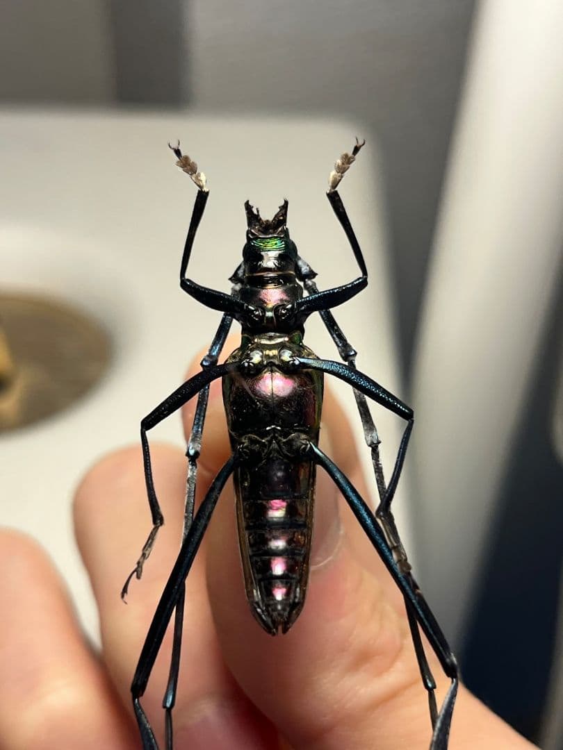 40mm】アオカミキリの仲間 Chloridolum klaesii？ 標本