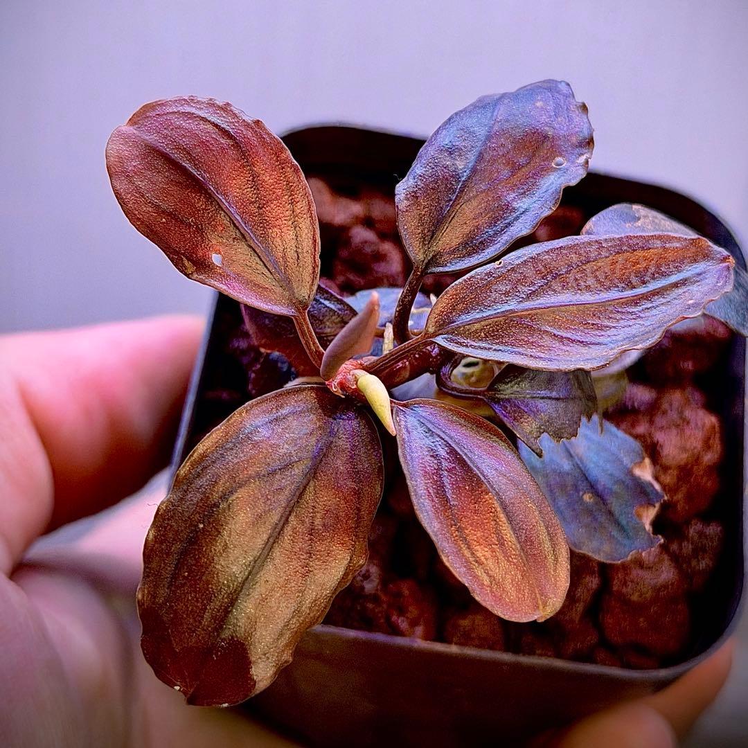 Bucephalandra sp. Moonlight 大群生株 T*i様 Bucephalandra sp