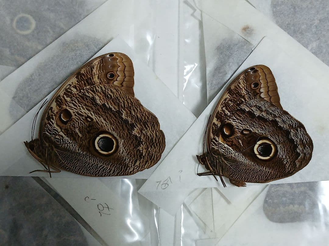 海外産標本｜コロンビア産 フクロウチョウ（猫頭鷹蝶）昆虫標本 - メルカリ