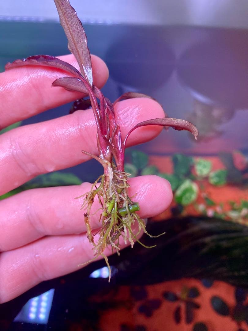 ブセファランドラspゴーストカリマンタン 3株 ブセファランドラ sp