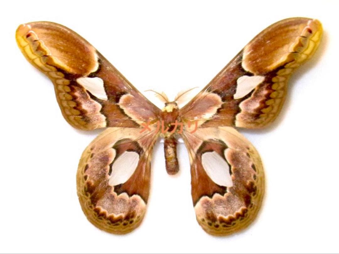 ブラジルのロスチャイルドヤママユ♂ 蝶標本 蛾標本 昆虫標本 ブラジル