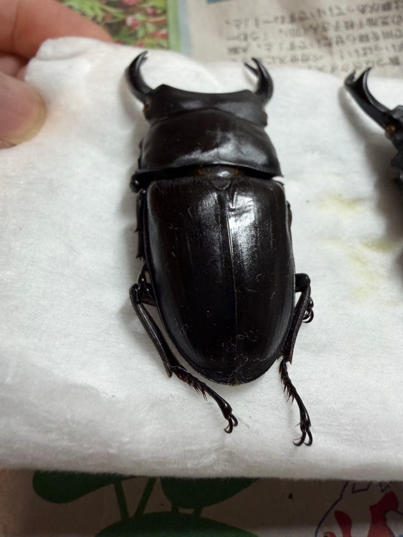 三重県産オオクワガタ♂70mm↑野外品 - メルカリ