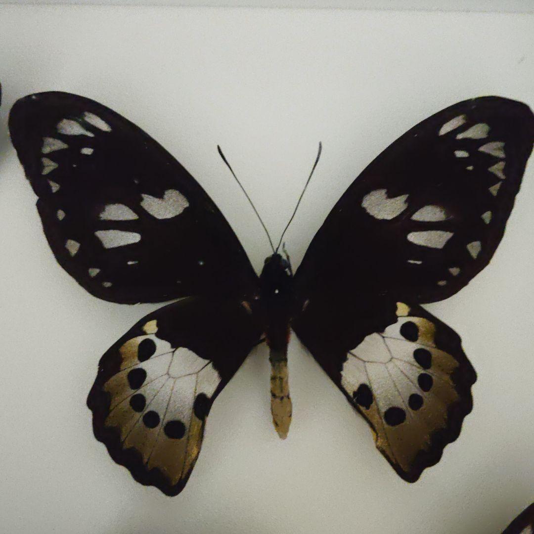 アカメガネトリバネアゲハ！ペア！標本1 M109995935高価