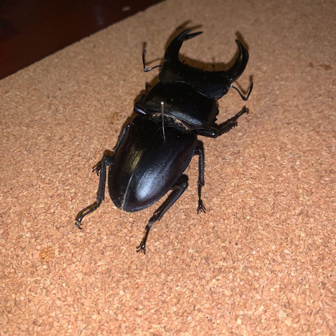 平成8年型 ホペイオオクワガタ飼育品78㍉