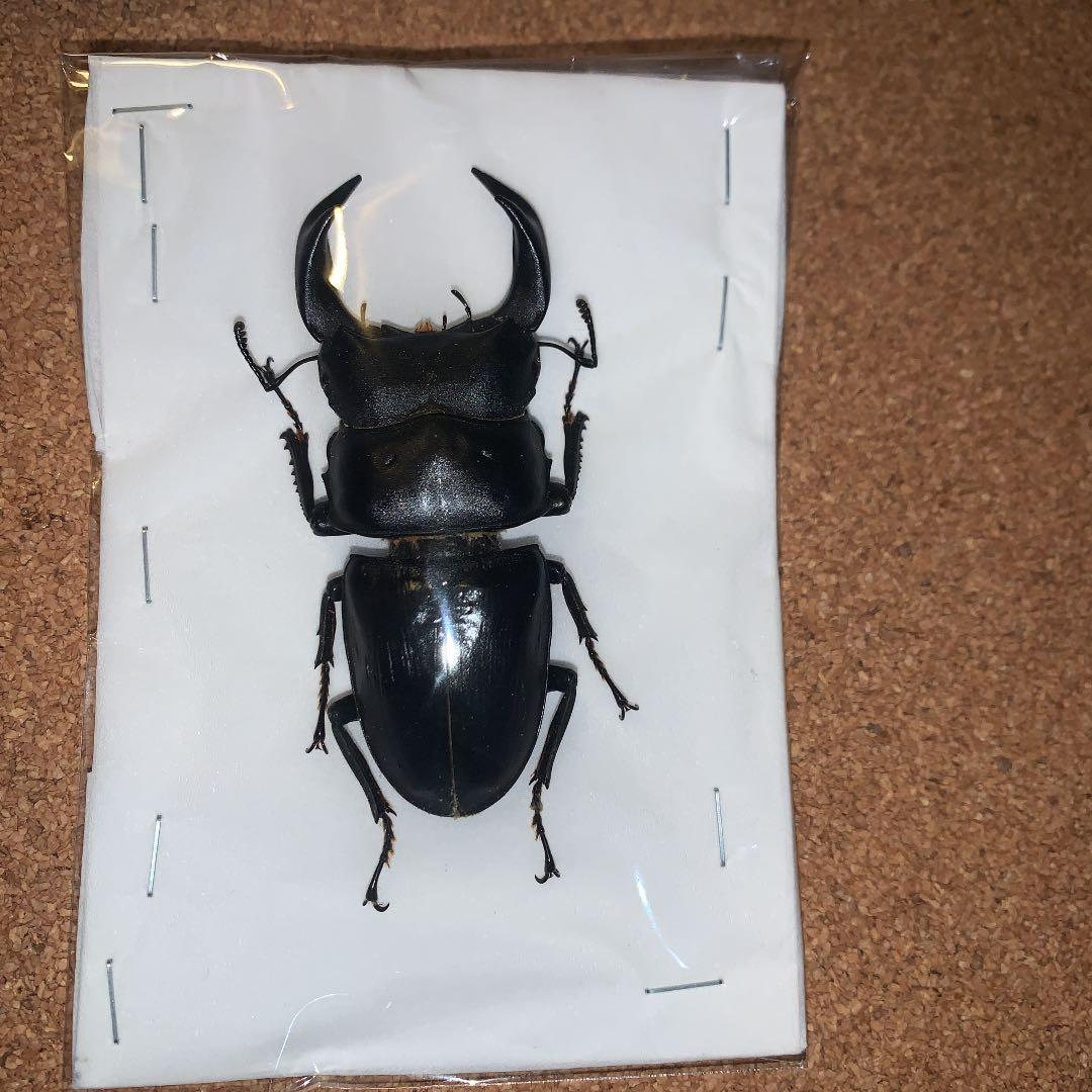 平成8年型 ホペイオオクワガタ飼育品78㍉