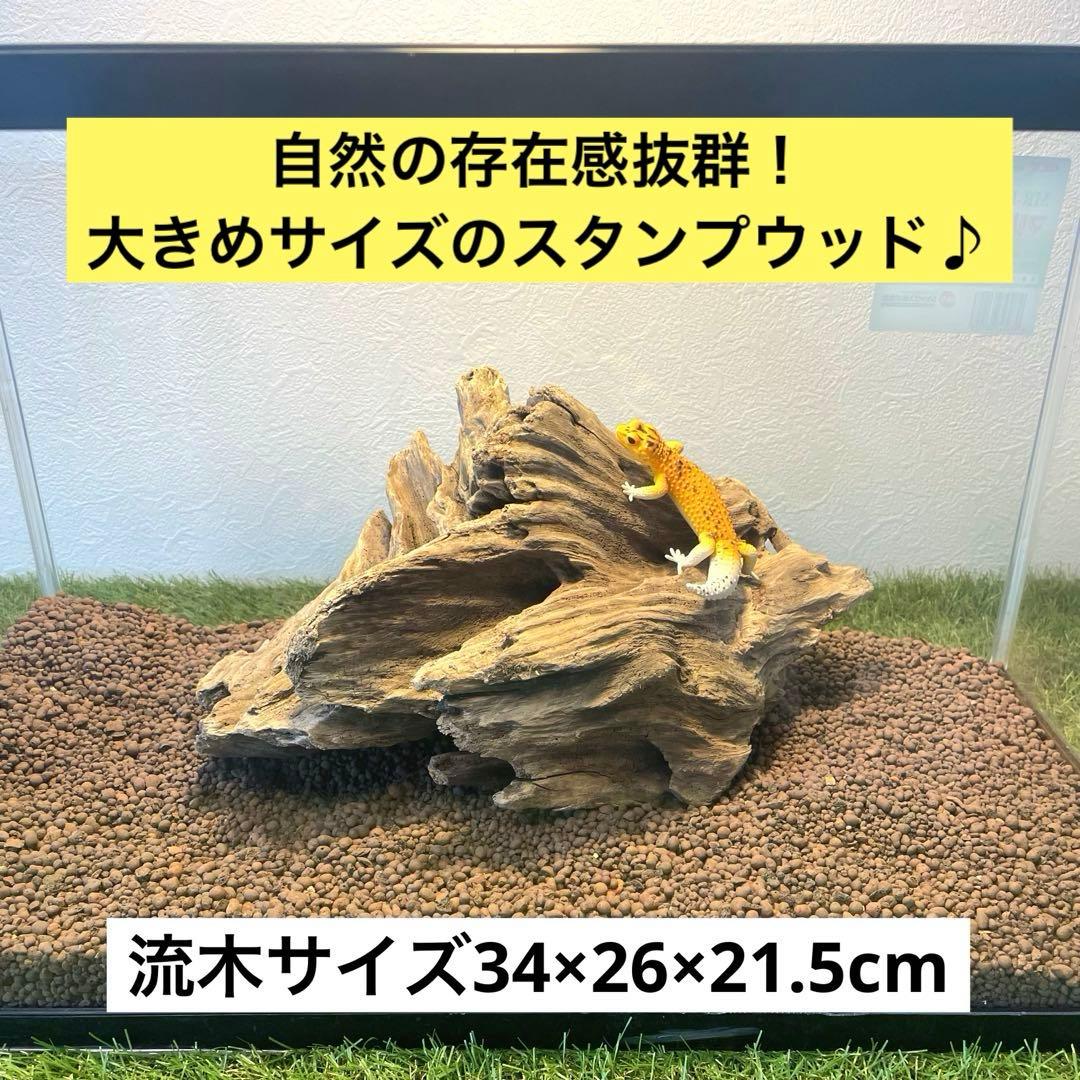 煮沸・アク処理済】スタンプウッド 爬虫類 テラリウム エアプランツに
