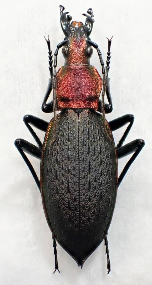 カブリモドキ 飼育交雑個体③