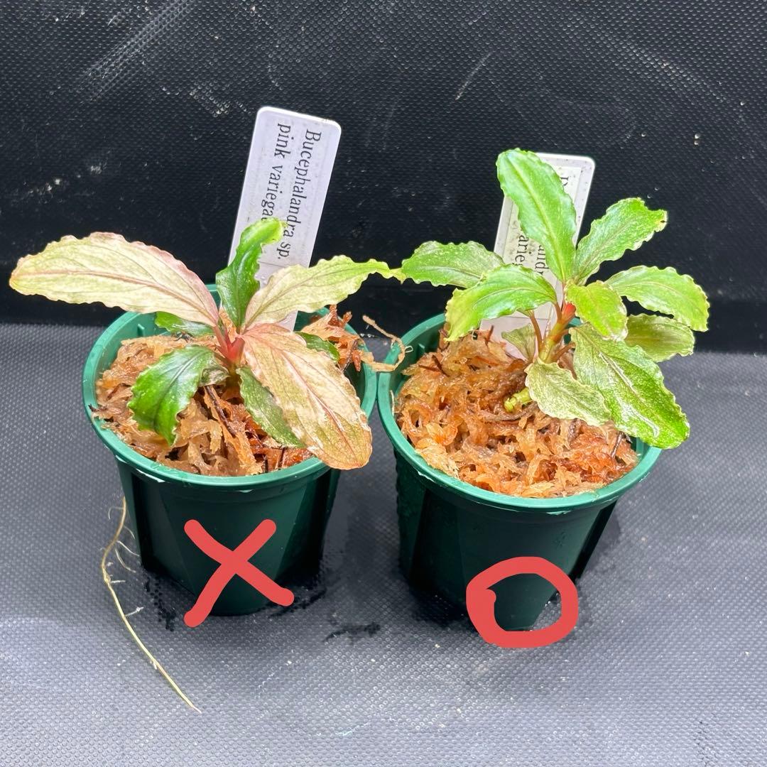 水草 Bucephalandra sp. Variegata Bucephalandra Variegated