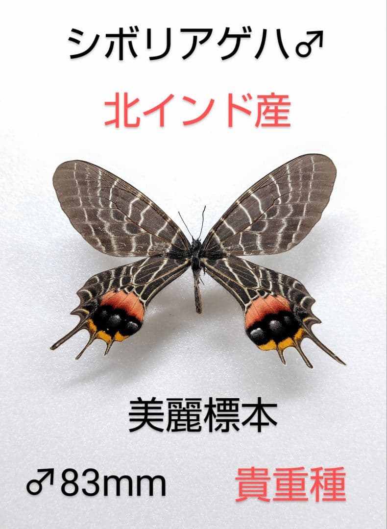 カワセミ様専用 昆虫標本 コガネムシの通販はau PAY マーケット - 輸入