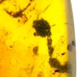 虫入り琥珀　可動水泡大1　化石　ミャンマー　カムティかタナイ産　9900万年前