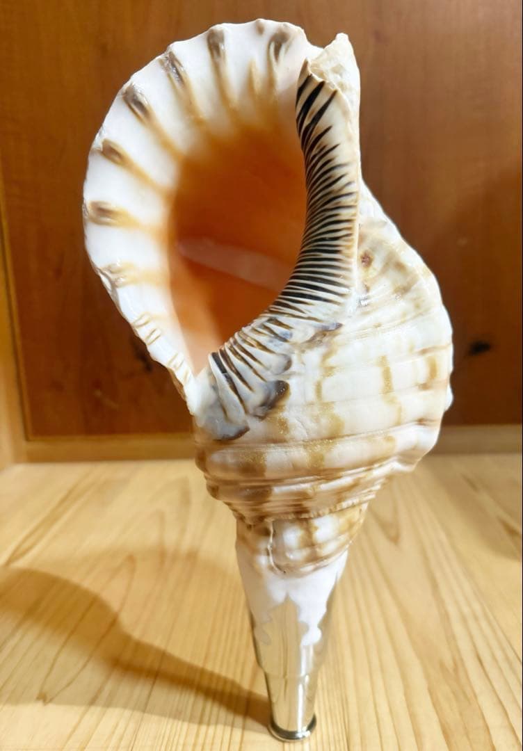 肉厚修験道法螺貝 山伏 密教 熊よけ 魔除け❣️ホラガイ ほら貝 - メルカリ
