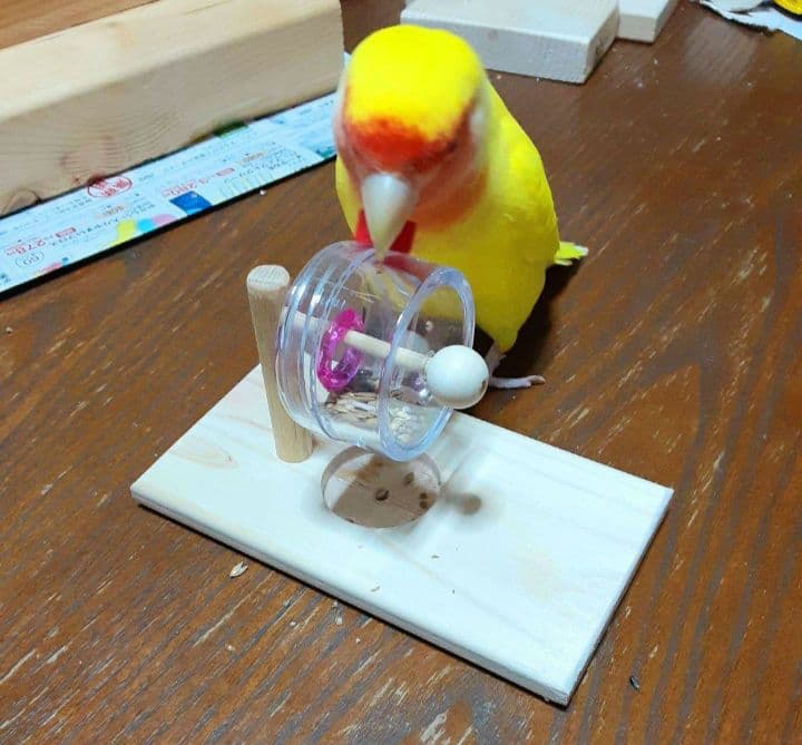 くるくる3点、吊り下げフォージングトイ色々セットバードトイインコ