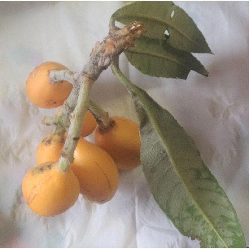 枇杷木枝 ( + びわ葉) 無農薬 ペット用品 民間療法 無除草剤 無