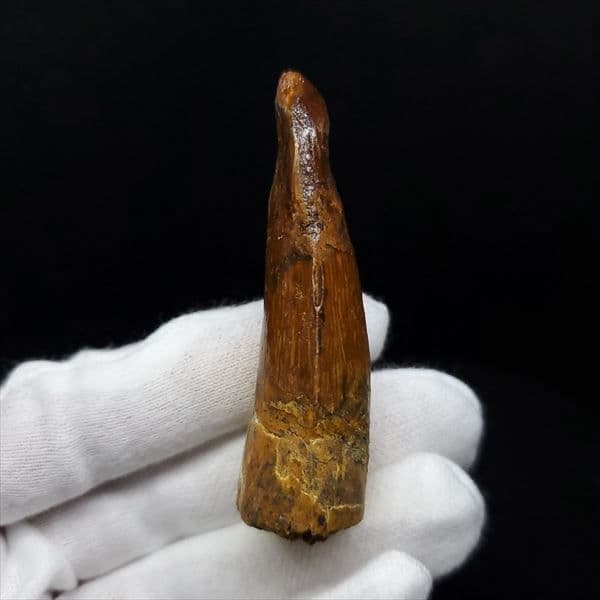 美品 スピノサウルス 本物 モロッコ産 61.52mm ケース付き sp363