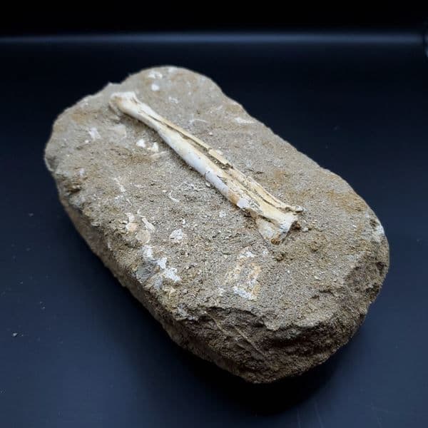 希少 アルシオーネ 骨 化石 本物 モロッコ産 188.43mm yk4