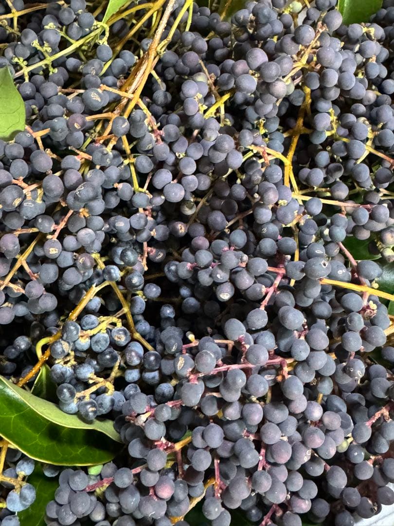 完熟フレッシュトウネズミモチの実　小枝付き