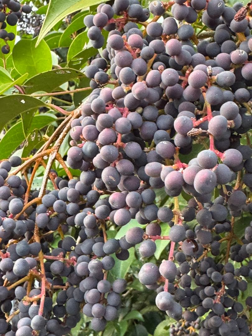 完熟フレッシュトウネズミモチの実　小枝付き