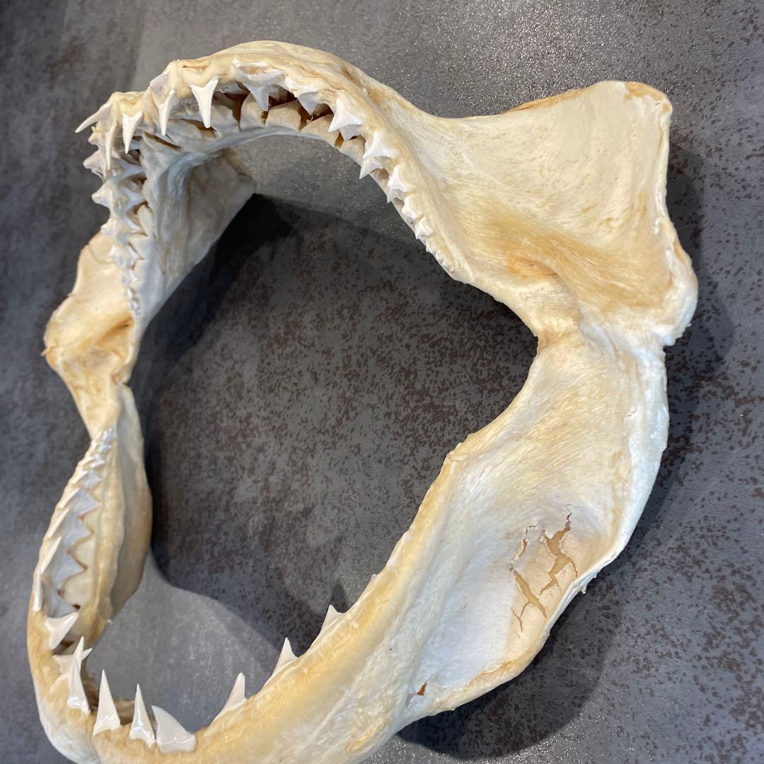 希少☆サメ 歯 標本 鮫 骨格標本 本物 天然 顎骨 剥製 インテリア