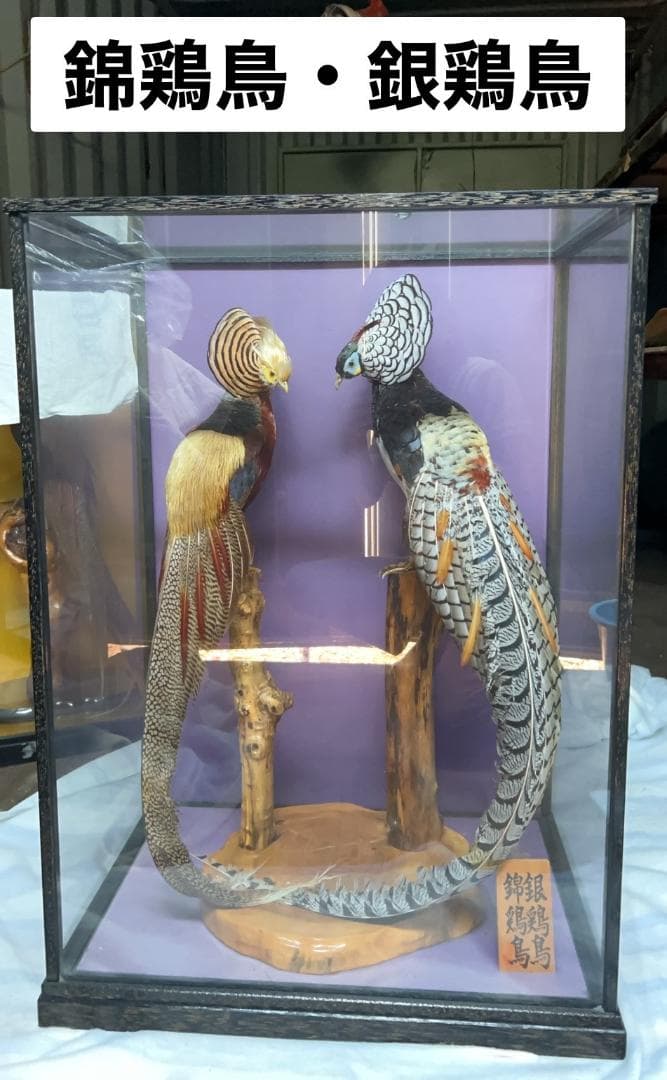 骨董品 錦鶏鳥・銀鶏鳥(剥製)