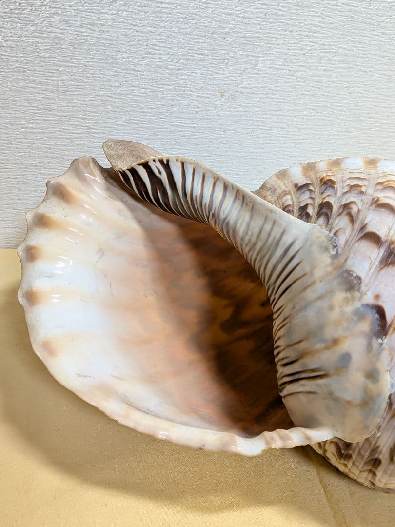 法螺貝 ホラ貝 山伏必需品 - メルカリ