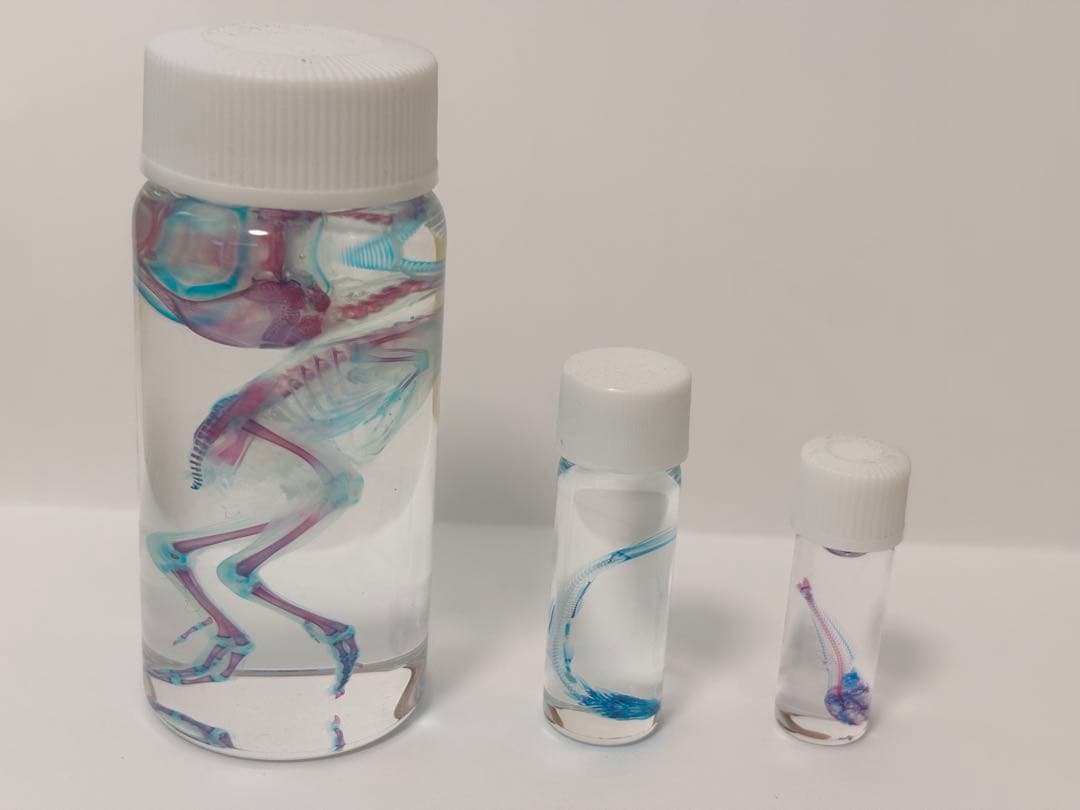 透明標本 ウズラ・シラス・アナハゼ - メルカリ