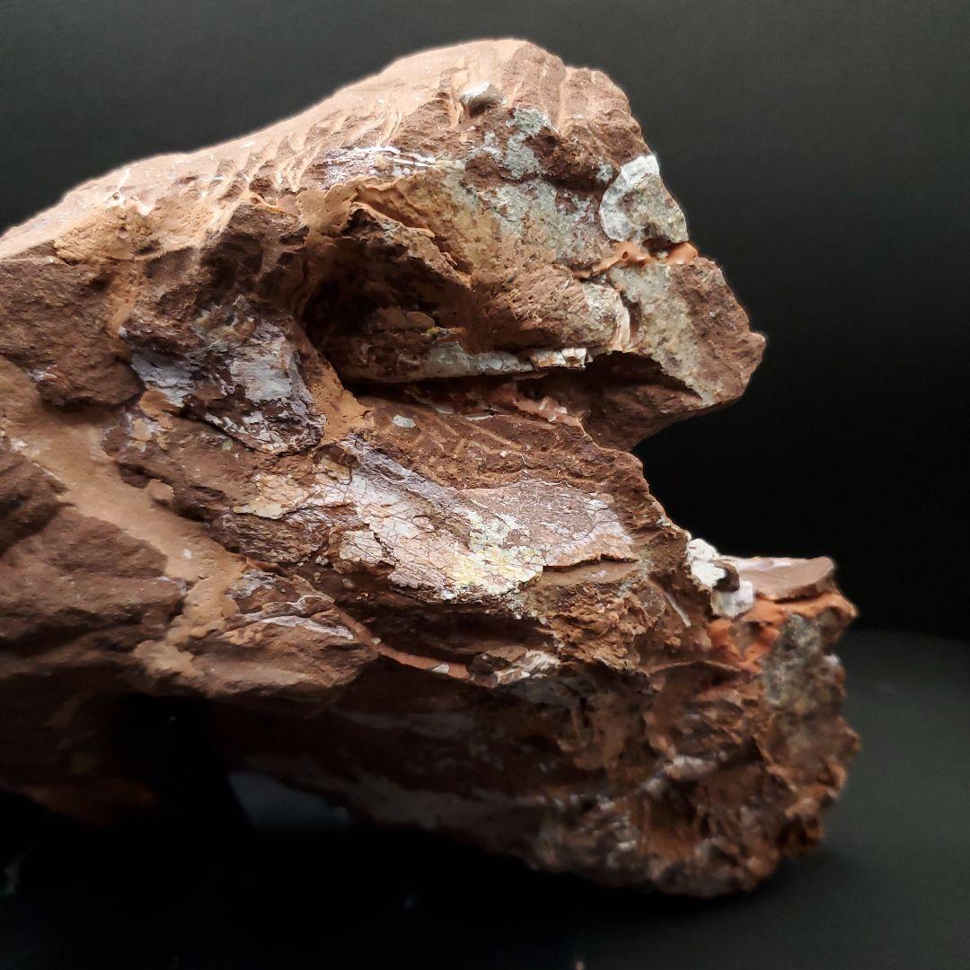 オヴィラプトル類 足 骨 本物 化石 中国産 208.95mm fr155